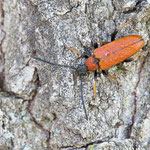 Rothalsbock (Stictoleptura rubra)