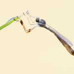 Leptogaster subtilis (Klöppel-Schlankfliege)