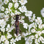 Dunkelschenkliger Kurzdeckenbock (Molorchus umbellatarum)