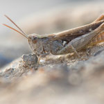 Südfranzösischer Grashüpfer (Omocestus raymondi)