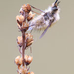 Bombylius venosus (Schwarzborstiger Wollschweber)