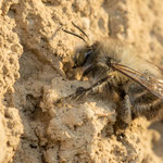 Anthophora plumipes (Gemeine Pelzbiene)