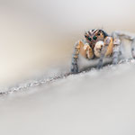 Aelurillus v-insignitus (V-Fleck-Springspinne)