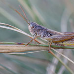 Zwerggrashüpfer (Stenobothrus crassipes)