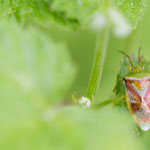 Elasmostethus sp. (Stachelwanze)