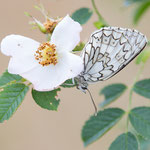 Melanargia russiae