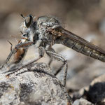 Machimus pilipes