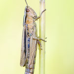 Weißrandiger Grashüpfer (Chorthippus albomarginatus)