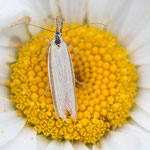 Pleurota pungitiella