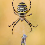 Argiope bruennichi (Wespenspinne)