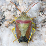 Piezodorus lituratus (Ginster-Baumwanze)