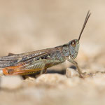 Mittelmeer-Grashüpfer (Chorthippus maritimus)