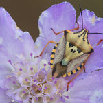 Carpocoris mediterraneus ssp. mediterraneus 