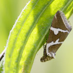 Deltote bankiana (Silbergestreiftes Grasmotteneulchen)