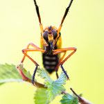 Molobratia teutonus (Kleine Wolfsfliege)