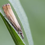 Chrysoteuchia culmella (Rispengraszünsler)