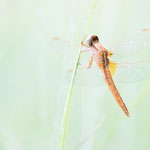 Crocothemis erythraea (Feuerlibelle)