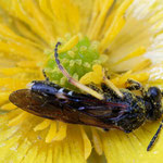 Tenthredo koehleri