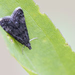 Heliothela wulfeniana (Schwarzer Stiefmütterchenzünsler)