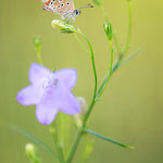 Sonnenröschen-Bläuling (Aricia sp.)