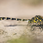 Onychogomphus forcipatus (Kleine Zangenlibelle)
