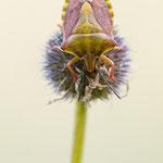 Carpocoris purpureipennis (Purpur-Fruchtwanze)