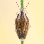 Aelia acuminata (Getreidewanze)