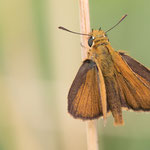 Mattscheckiger Braundickkopffalter (Thymelicus acteon)