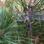 Aeshna cyanea (Blaugrüne Mosaikjungfer)
