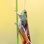 Heidegrashüpfer (Stenobothrus lineatus)