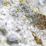 Mauerfuchs (Lasiommata megera)