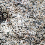 Sitticus pubescens (Springspinne)