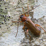 Variabler Schönbock (Phymatodes testaceus)