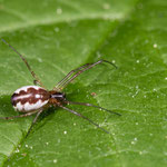Neriene peltata (Zackenbandgroßweber)