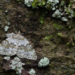 Entephria infidaria (Winkelzahn-Gebirgs-Blattspanner)