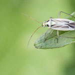 Stenotus binotatus (Zweifleck-Weichwanze)