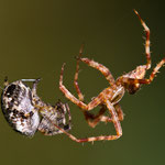 Araneus diadematus (Gartenkreuzspinne)
