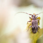 Exocentrus adspersus