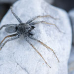 Pardosa wagleri (Kieslaufwolf)