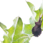 Enoplops scapha