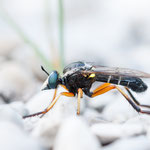 Saropogon leucocephalus