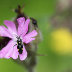 Grypocoris sexguttatus