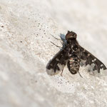 Exoprosopa jacchus (Silbriger Heideschweber)
