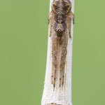 Astkrabbenspinne (Tmarus piger)