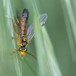 Tenthredopsis litterata