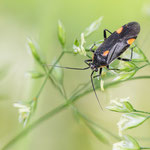 Capsodes flavomarginatus