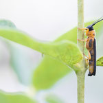 Weiden-Linienbock (Oberea oculata)