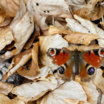 Tagpfauenauge (Aglais io)
