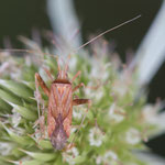 Phytocoris cf. austriacus