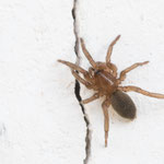 Gnaphosidae (Glattbauchspinne)